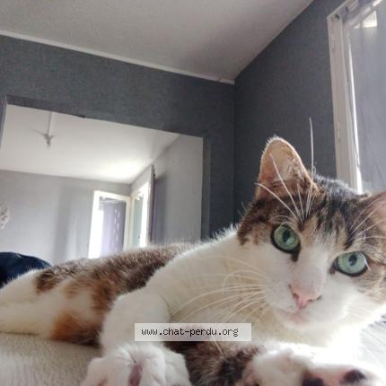 Photo 1/1 Tigrou Chat lost in Balaruc les bains