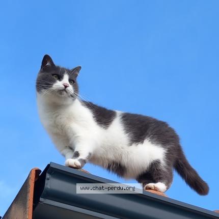 Photo 1/1 OONA Chat lost in Champdolent