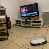 Picture of cat lost at Mont De Marsan