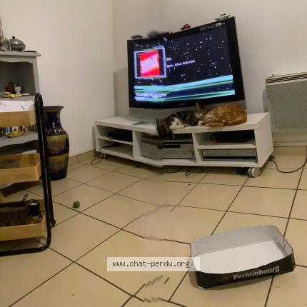 Photo 1/1 Tiger Chat lost in Mont de marsan