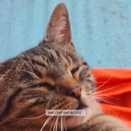 Photo 1/1 Karie Piton Chat lost in Thise