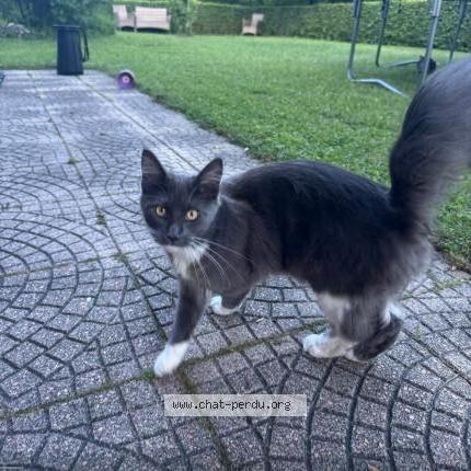 Foto 1/1 Wiedergefundene Katze Verloren in Blonay
