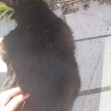Picture of cat found at Montrouge