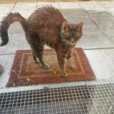 Picture of cat found at Noisy Le Grand