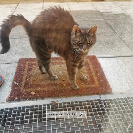 Photo 1/1 Found cat Found in Noisy le grand