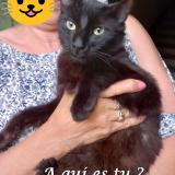 Picture of cat found at Nissan Lez Enserune