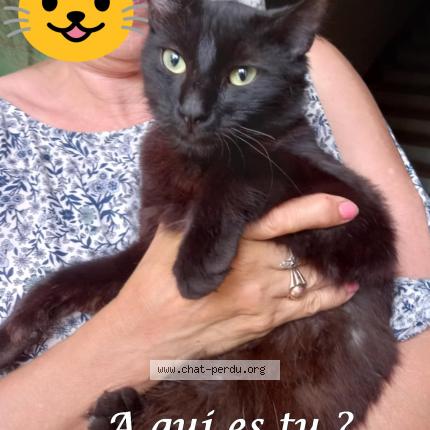 Photo 1/1 Found cat Found in Nissan lez enserune