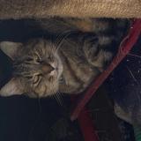 Picture of cat found at Oraison