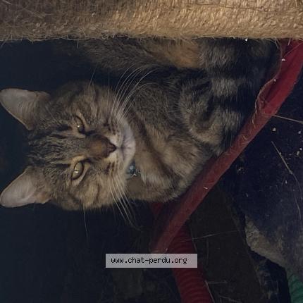 Photo 1/1 Found cat Found in Oraison