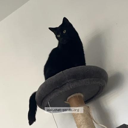 Photo 1/1 Ombra Chat lost in Petit quevilly