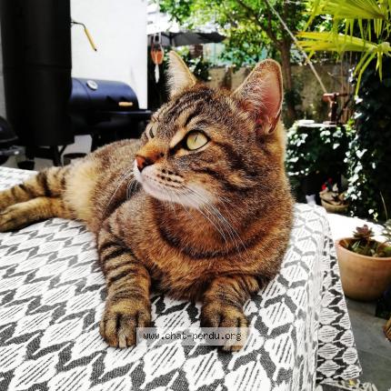 Photo 1/1 Nelson Chat lost in Tours