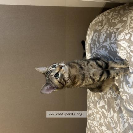Photo 1/1 Moka Chat lost in Saint jean de luz