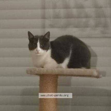 Photo 1/1 TRIXIE Chat lost in Visseiche