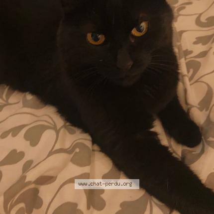 Photo 1/1 Baguera Chat lost in L isle d abeau