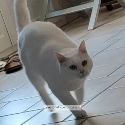 Photo 1/1 Babou Chat lost in Loivre