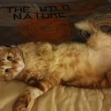 Picture of cat lost at Montauban