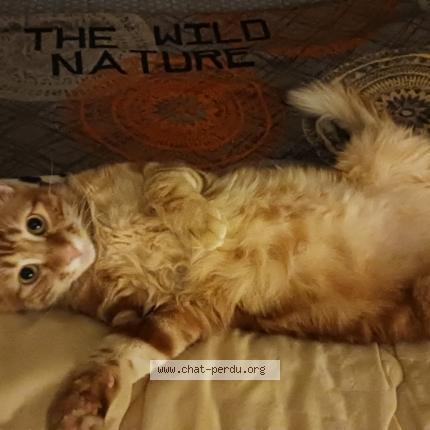 Photo 1/1 Cat reunited Lost in Montauban