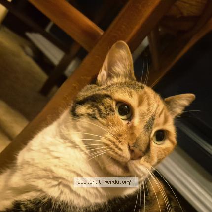 Photo 1/1 Tammy Chat lost in Montauban 82000