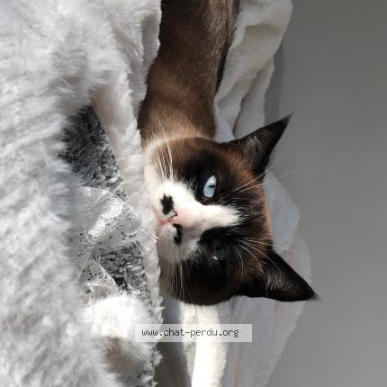 Photo 1/1 Cat reunited Lost in Maulette