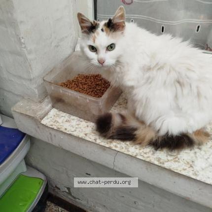 Photo 1/1 Milkshake dit Mimi Chat lost in Billy montigny