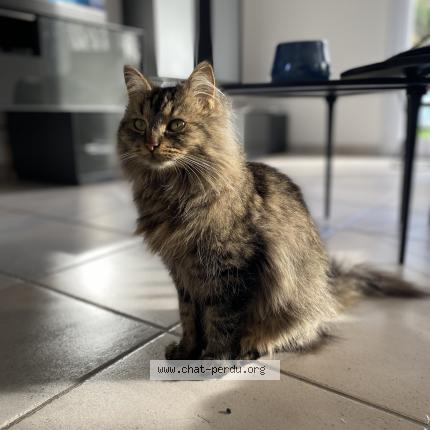 Photo 1/1 Pistache Chat lost in Mache