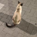 Picture of cat found at Woluwe Saint Pierre