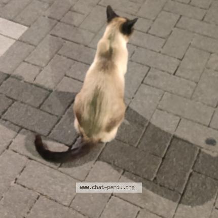 Photo 1/1 Found cat Found in Woluwe saint pierre