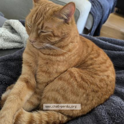 Photo 1/1 Rafa Chat lost in Mayenne