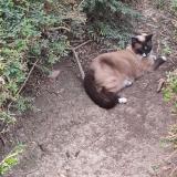 Picture of cat found at Berchem Ste Agathe