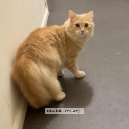 Photo 1/1 Cat reunited Lost in Nantes