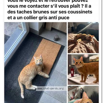 Photo 1/1 Cookie Chat lost in Ans