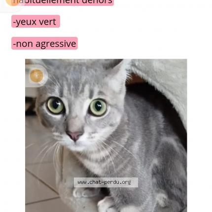 Photo 1/1 Yuva alias Mimouche Chat lost in Colomiers