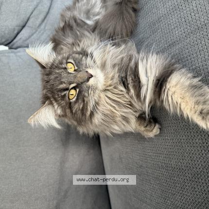 Photo 1/1 Tchoupi Chat lost in Bruges