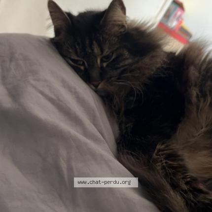 Photo 1/1 Tigrou Chat lost in Pont sainte maxence