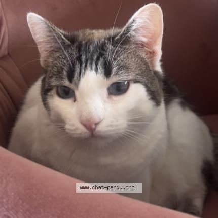 Photo 1/1 WILLOW Chat lost in La talaudiere