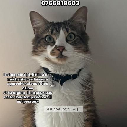 Photo 1/1 Tipi Chat lost in Montauban