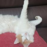 Picture of cat lost at La Chapelle Sur Coise