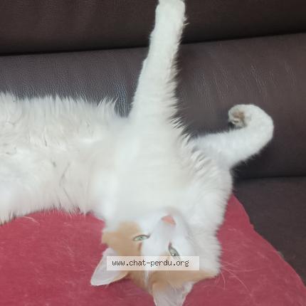 Photo 1/1 Nougat Chat lost in La chapelle sur coise