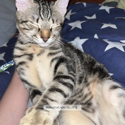 Photo 1/1 Petit chat Chat lost in Marignane