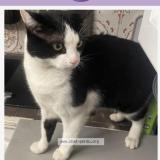 Picture of cat lost at Villeneuve Saint Georges