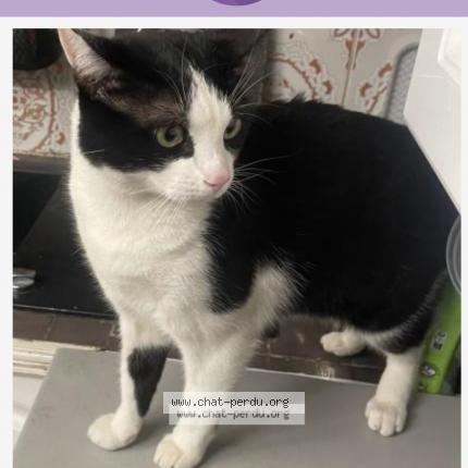 Photo 1/1 Naoual Moti Chat lost in Villeneuve saint georges