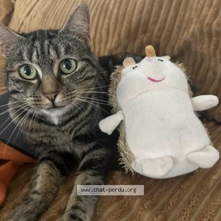 Photo 1/1 HERMIONE Chat lost in Neuville en ferrain