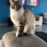 Picture of cat lost at Girancourt