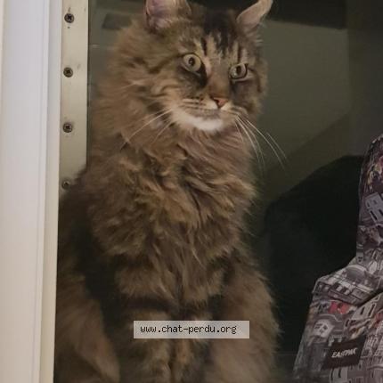 Photo 1/1 Ganesh Chat lost in Belvedere campomoro