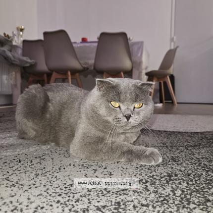 Photo 1/1 Mishka Chat lost in Menton