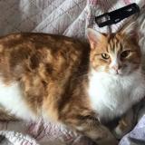 Picture of cat lost at Saint Chamond