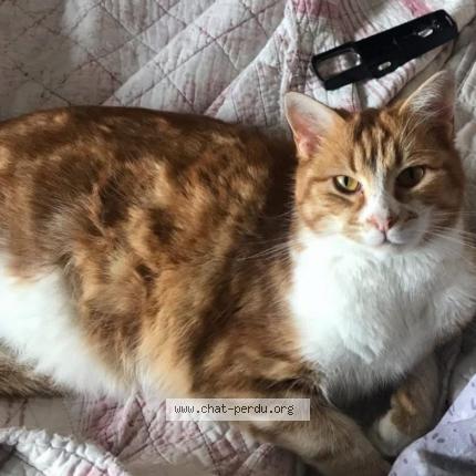 Photo 1/1 PONPON Chat lost in Saint chamond