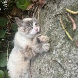 Picture of cat found at Ste Foy Les Lyon