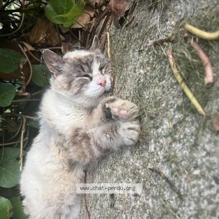 Photo 1/1 Found cat Found in Ste foy les lyon