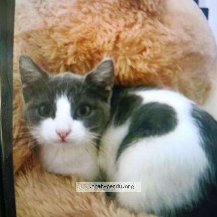 Photo 1/1 Diva Chat lost in Reims